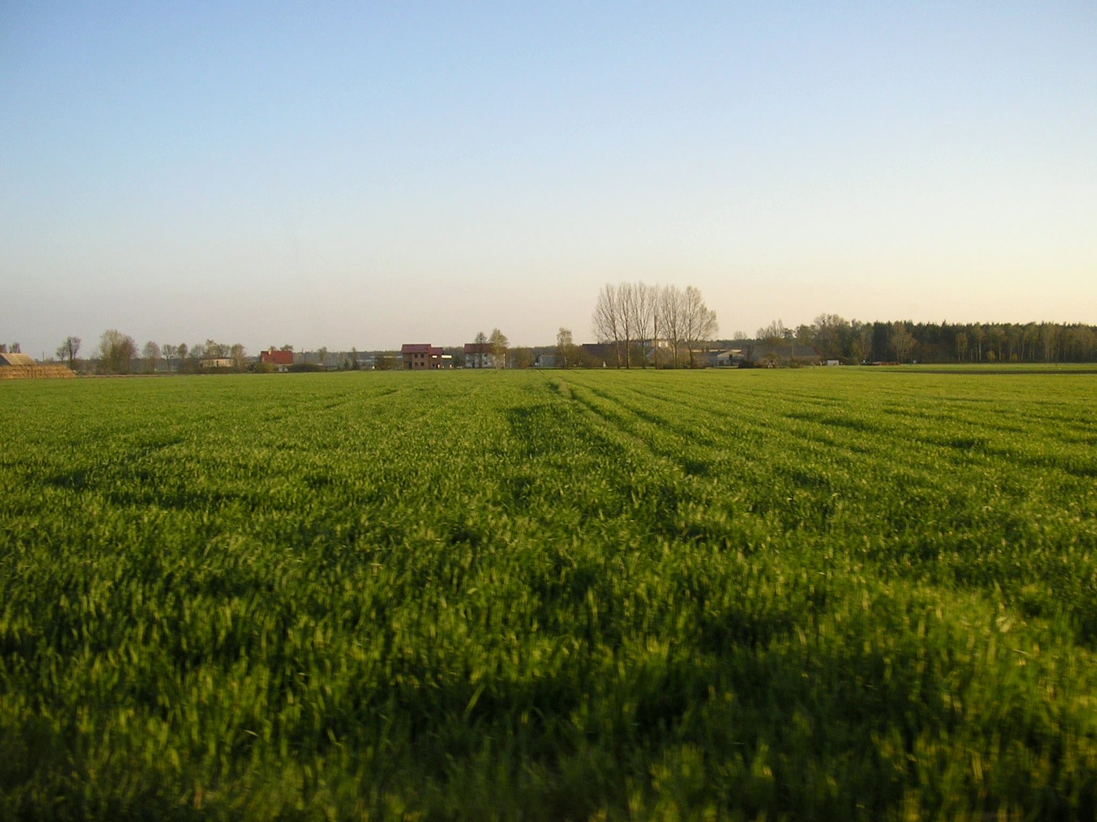 Zielone pole zboża wiosną, w tle zabudowania wsi